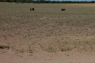 Declaran la emergencia agropecuaria por sequ�a