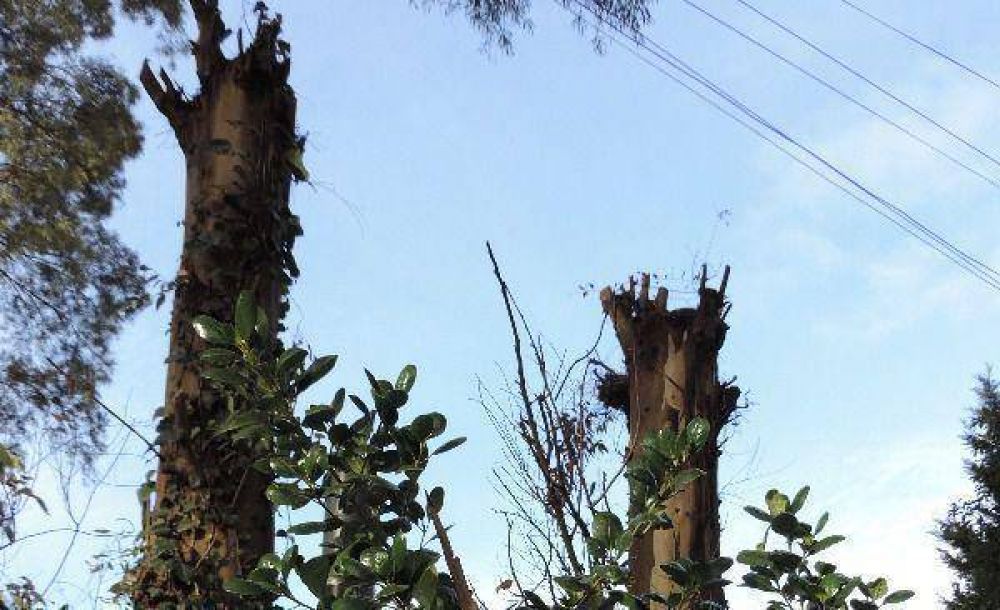 Vecinos del Grosellar denuncian la destrucci�n de la reserva forestal