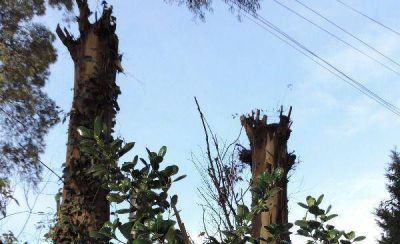 Vecinos del Grosellar denuncian la destrucci�n de la reserva forestal