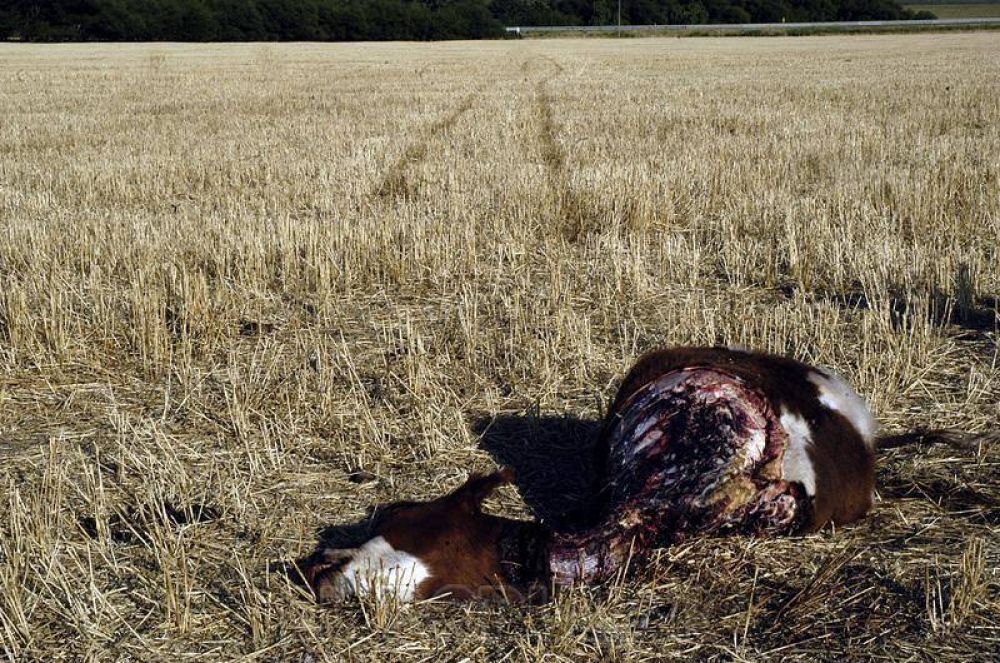 Productores se quejan por la demora en el comando de patrullas rurales