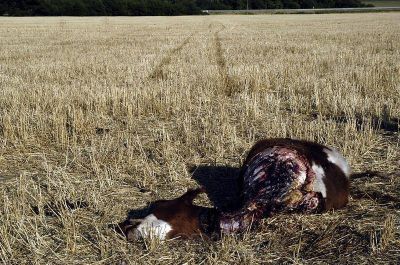 Productores se quejan por la demora en el comando de patrullas rurales