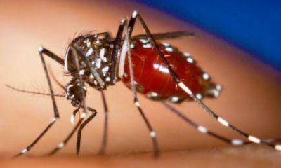 Trabajan en la concientizaci�n del chikungunya