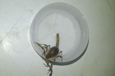 Encuentran un escorpi�n en una casaquinta 