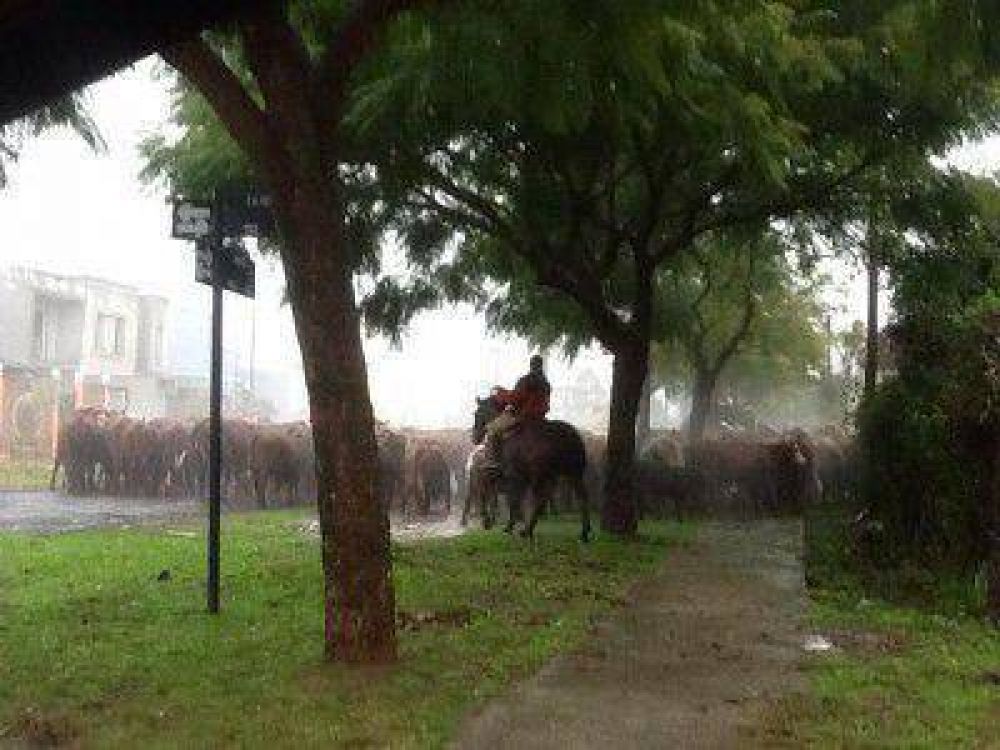  Cruzan animales por la inundaci�n de la isla