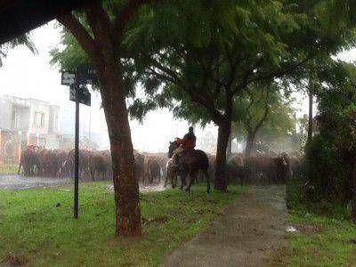  Cruzan animales por la inundaci�n de la isla