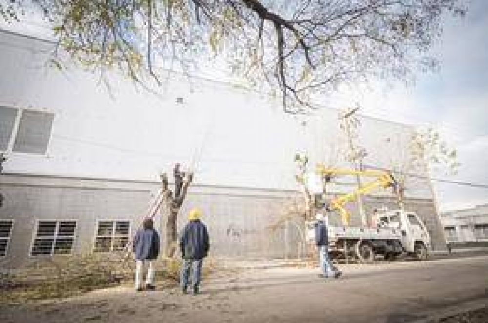 El Gobierno Municipal y la CEAL contin�an llevando adelante el Plan de Poda en la ciudad
