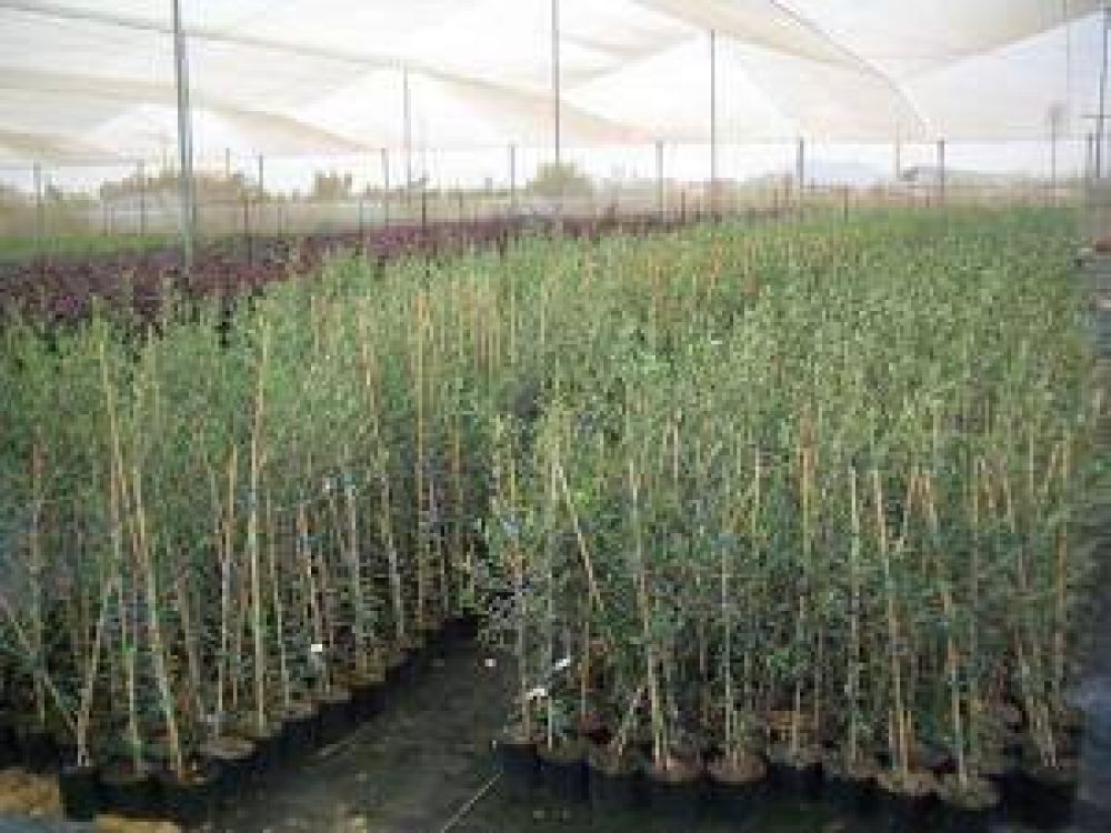 Olivos: por primera vez es nula la demanda en viveros
