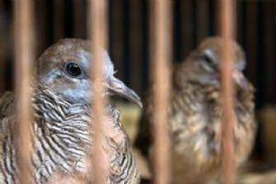 Demorados con animales silvestres