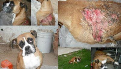 Piden enjuiciar a un hombre por maltratar a un perro