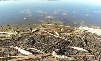 Niegan contaminaci�n de la Laguna: 