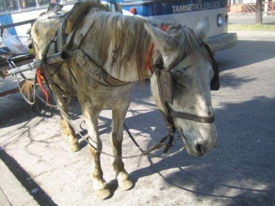 Tracción a sangre: “Quieren sacar los caballos del centro”