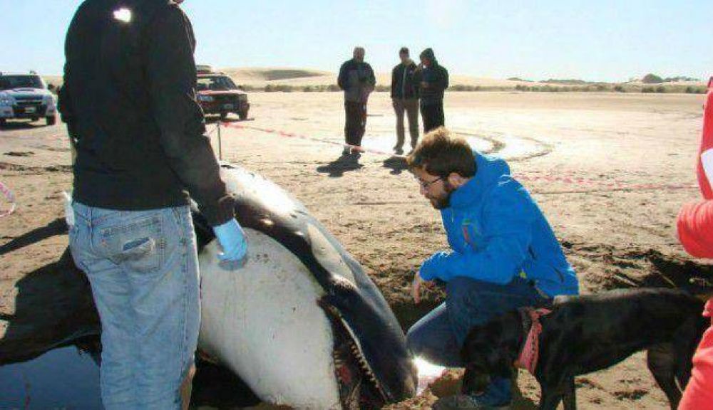 Estudiaron los restos de la orca hallada en Claromec�: ten�a �un fuerte golpe� 
