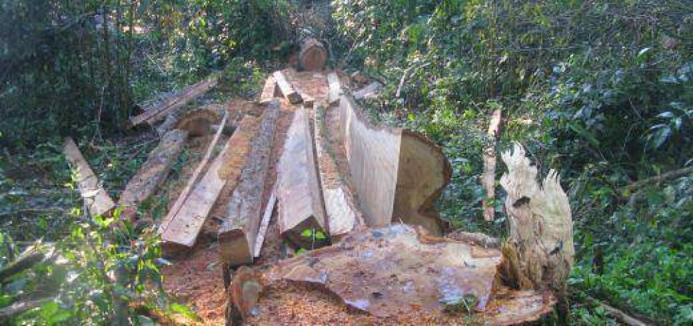 Detectan nueva tala de ejemplares de Palo Rosa en Andresito