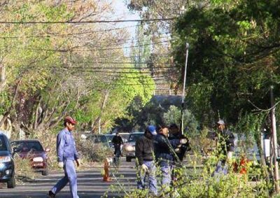 Se reciben cerca de una decena de denuncias diarias por poda ilegal del arbolado