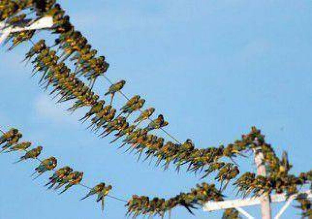 Culpan a los loros por los cortes de luz en Plottier 