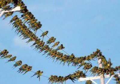 Culpan a los loros por los cortes de luz en Plottier 