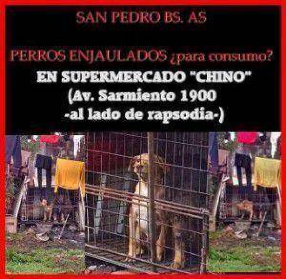 San Pedro: Rescatan perros enjaulados en un Supermercado chino.