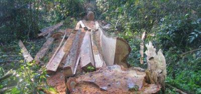 Impondr�n millonaria multa a responsable del desmonte de Palo Rosa y palmitos