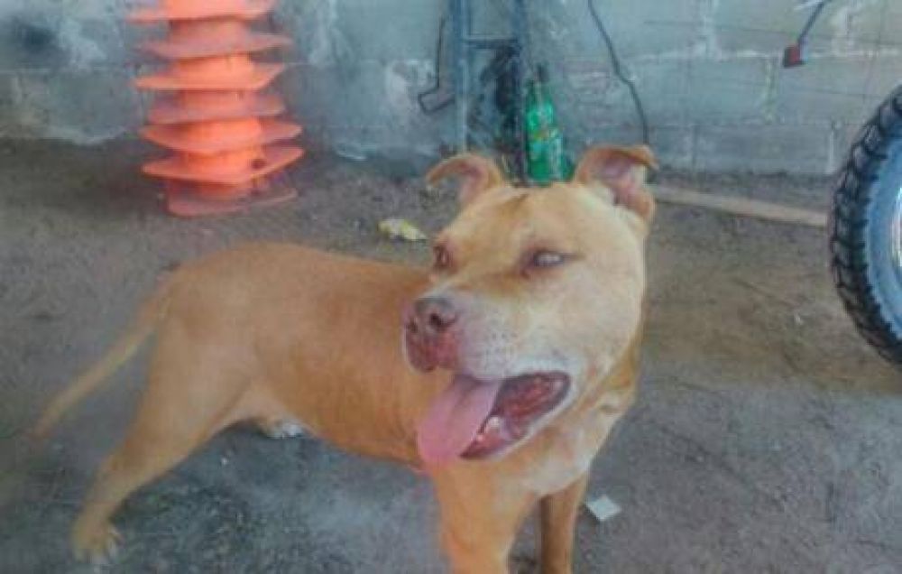 Detenido por violar a un perro dijo que se trat� de una broma de mal gusto