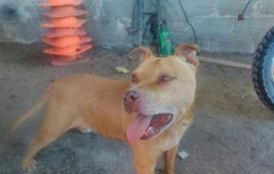 Detenido por violar a un perro dijo que se trat� de una broma de mal gusto