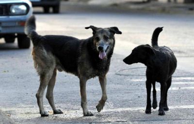 Crece el debate por ataques de perros callejeros al Zoo