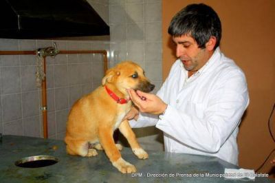 Campa�a local: El Municipio castr� a m�s de 2.600 canes