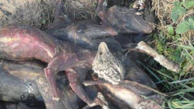 Denuncian cruel tortura y matanza de animales en Tandil