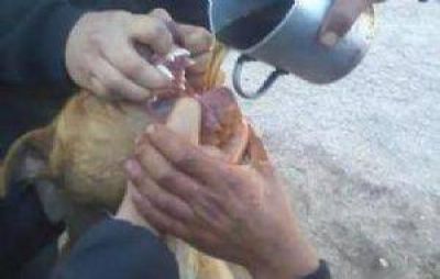 Se entregar�a el pr�fugo acusado de violar al perro en Tanti