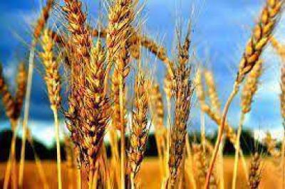 Gu�a: �La rentabilidad para peque�os y medianos productores, es nula�