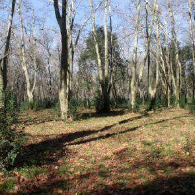 Proyecto para declarar al Parque Pereyra Iraola como Reserva Natural