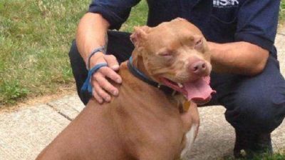 Un pitbull salva a un chico sordo de morir asfixiado cuando se incendiaba su casa