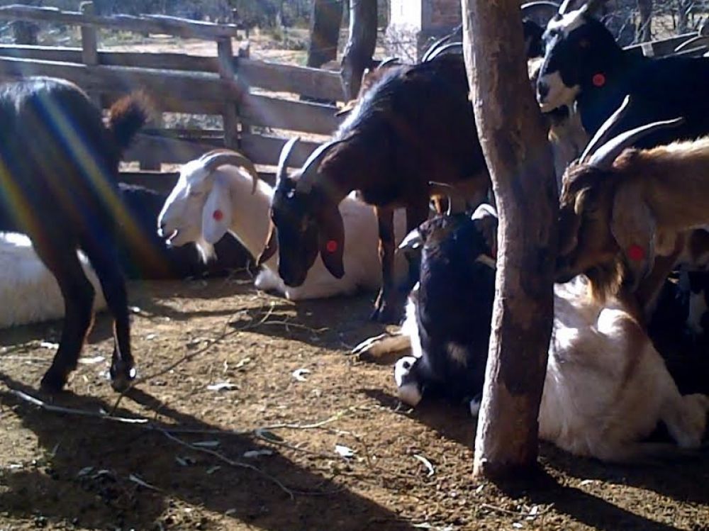 Con la ayuda de los perros, la polica recuper 24 cabras que haban sido robadas Suyuque