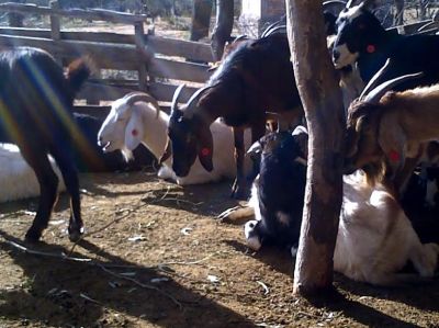Con la ayuda de los perros, la polic�a recuper� 24 cabras que hab�an sido robadas Suyuque