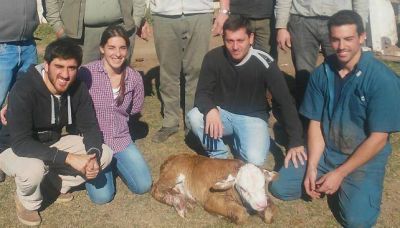 Naci� �74 Junior�, la primera ternera clonada en C�rdoba