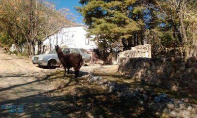 Una llama tiene a maltraer a vecinos de un barrio en Villa Carlos Paz