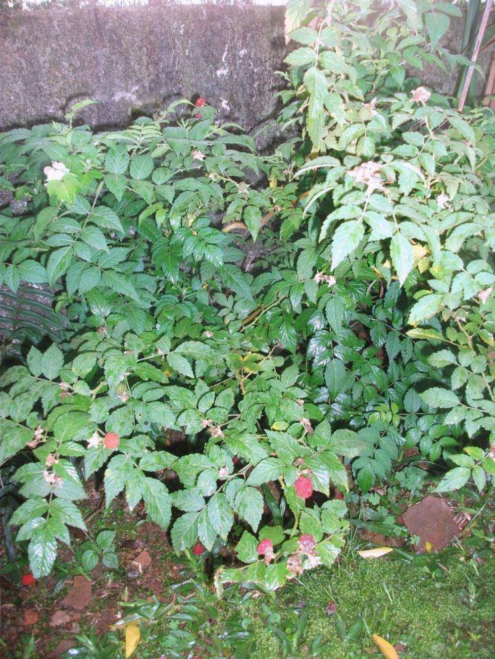 Las moras, otra alternativa de producci�n para la regi�n