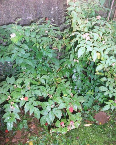 Las moras, otra alternativa de producci�n para la regi�n