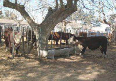 La ExpoJun�n sigue sumando expositores