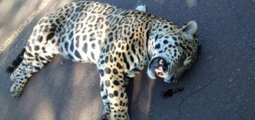 Se llamaba Guas� el yaguaret� que muri� atropellado