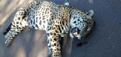 Se llamaba Guas� el yaguaret� que muri� atropellado