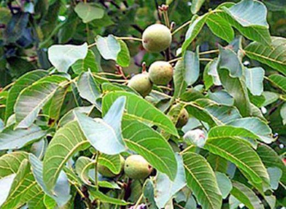 La fruticultura atrae inversiones extranjeras