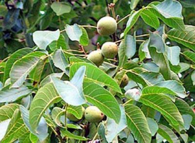 La fruticultura atrae inversiones extranjeras