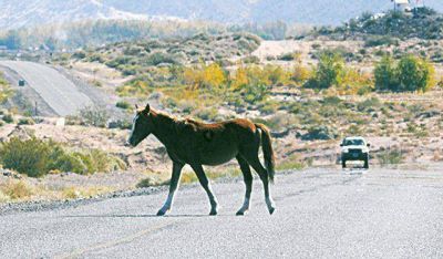 Animales sueltos: nuevas medidas para prevenir accidentes en rutas