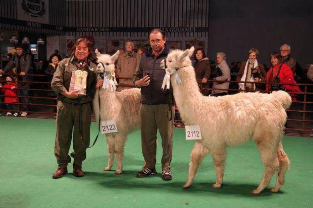 Llamas catamarque�as premiadas en La Rural