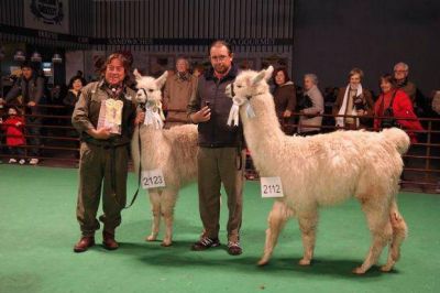 Llamas catamarque�as premiadas en La Rural