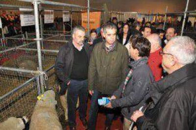 Presentaron en Palermo una nueva raza ovina creada en el INTA de Carmen de Patagones