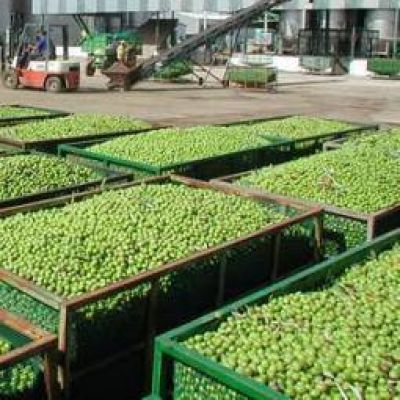 La Rioja, epicentro de un Centro de Investigaci�n para la olivicultura