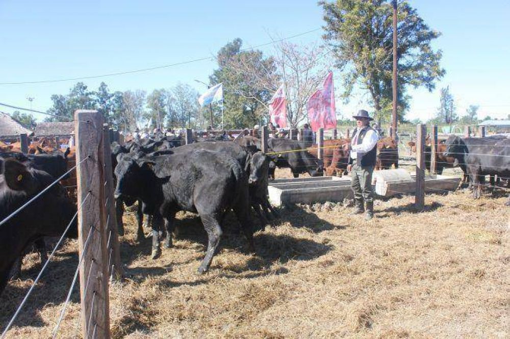 Como de gran �xito califican el remate de vientres pre�ados y reproductores de caba�as