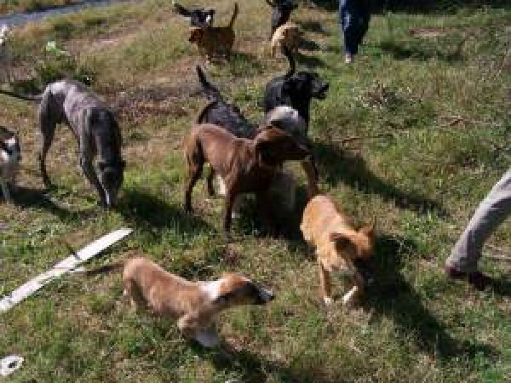 El Grupo Adoptame Saladillo busca hogares para 60 perros