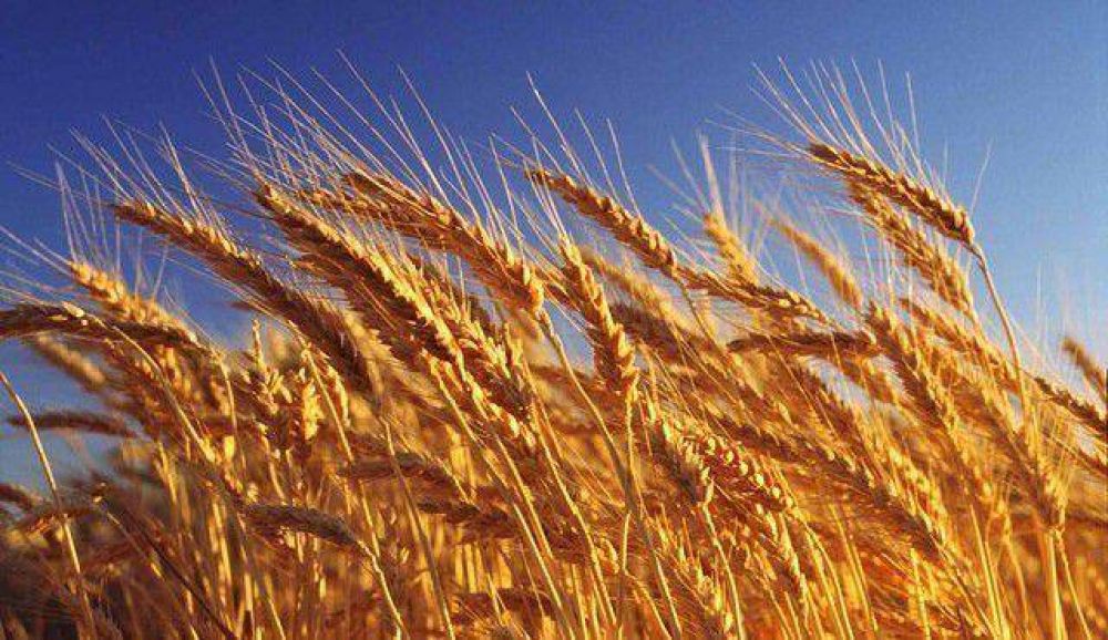 La Rural sobre el Trigo: �La realidad que no se quiere ver�